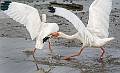 Kirms Photography White Ibis-5